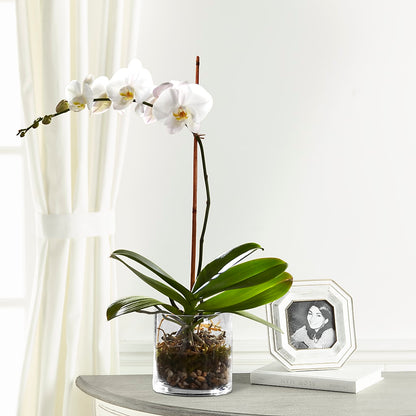White Orchid Planter –  Albertsons, Pleasanton CA