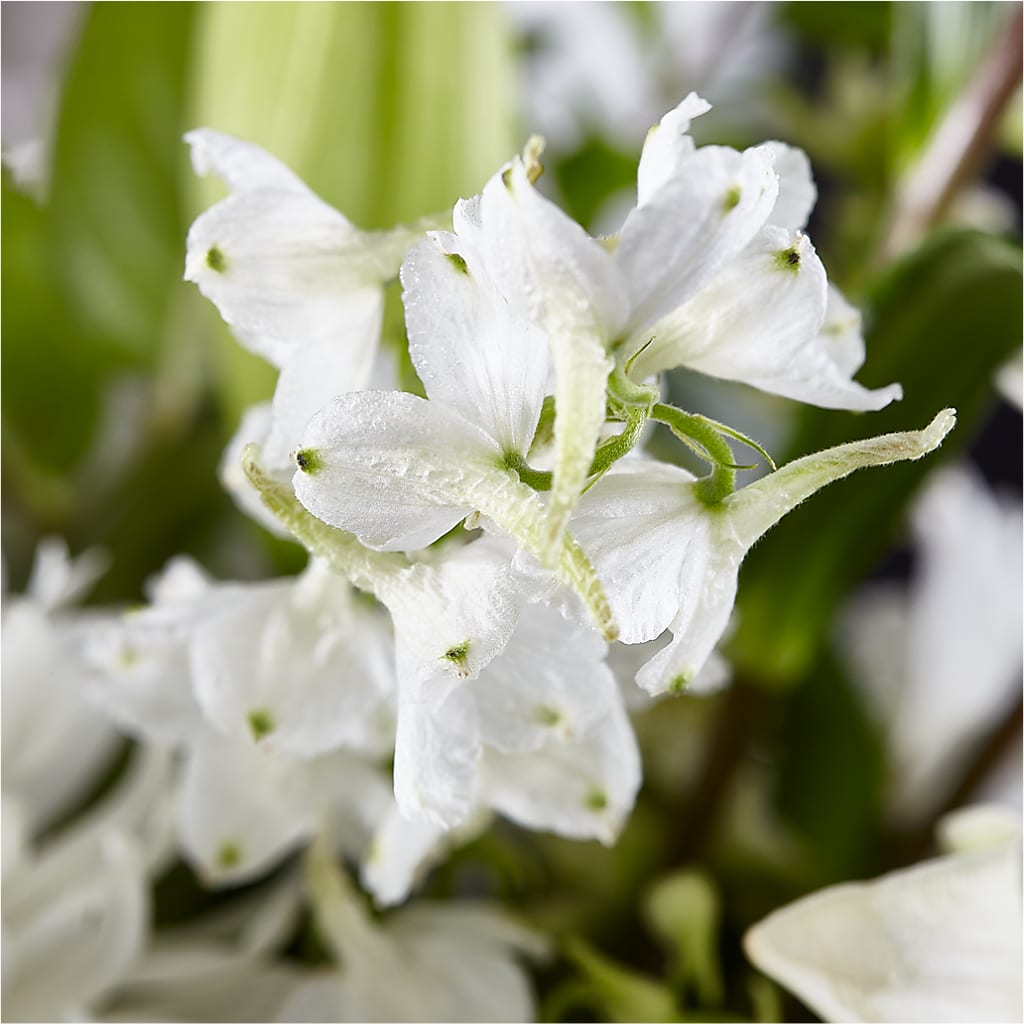 Classic Ivory – A Florist Original –  Albertsons, Pleasanton CA